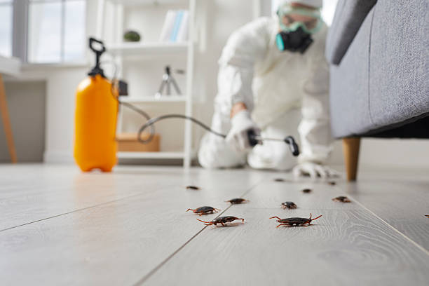 Affordable Termite Control solutions in Mojave, CA